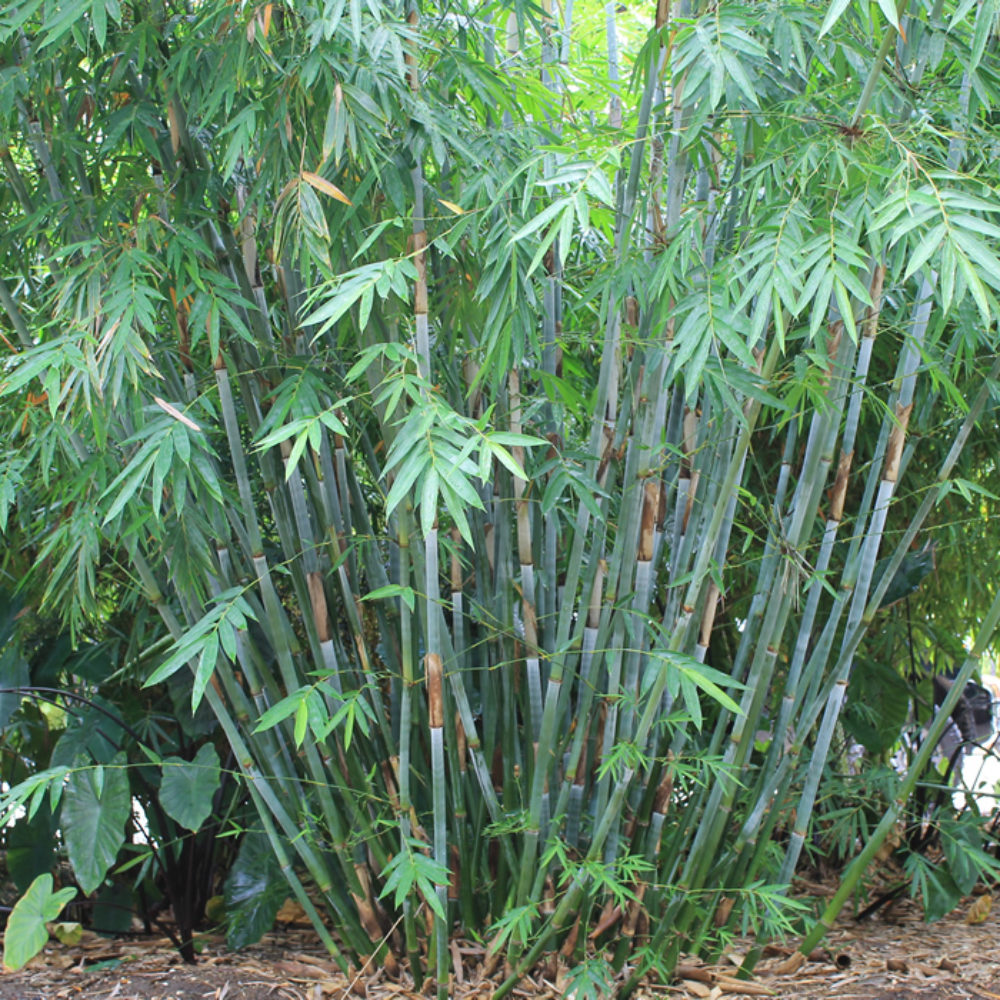 Graceful Bamboo 3G – Trailor Farms