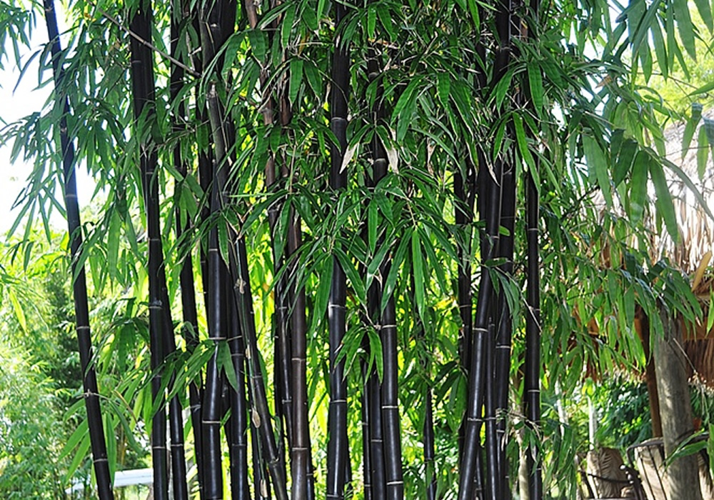 Black Bamboo 